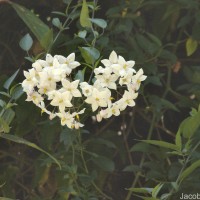 Solanum laxum Spreng.